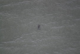 Missing Picture